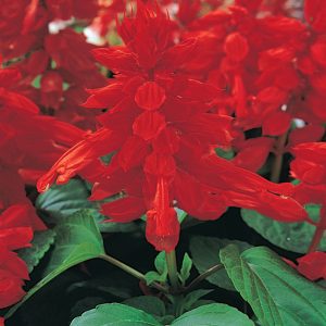 SALVIA VISTA RED