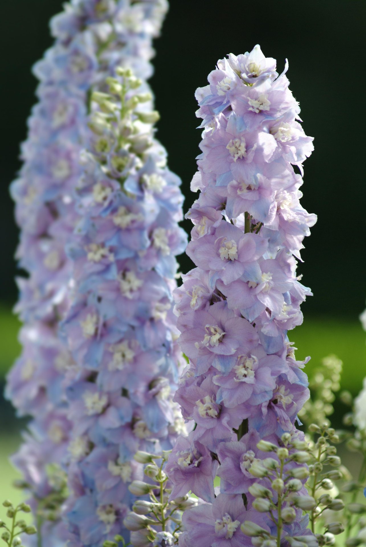Delphinium elatum Guardian Lavender - Afbeelding 2