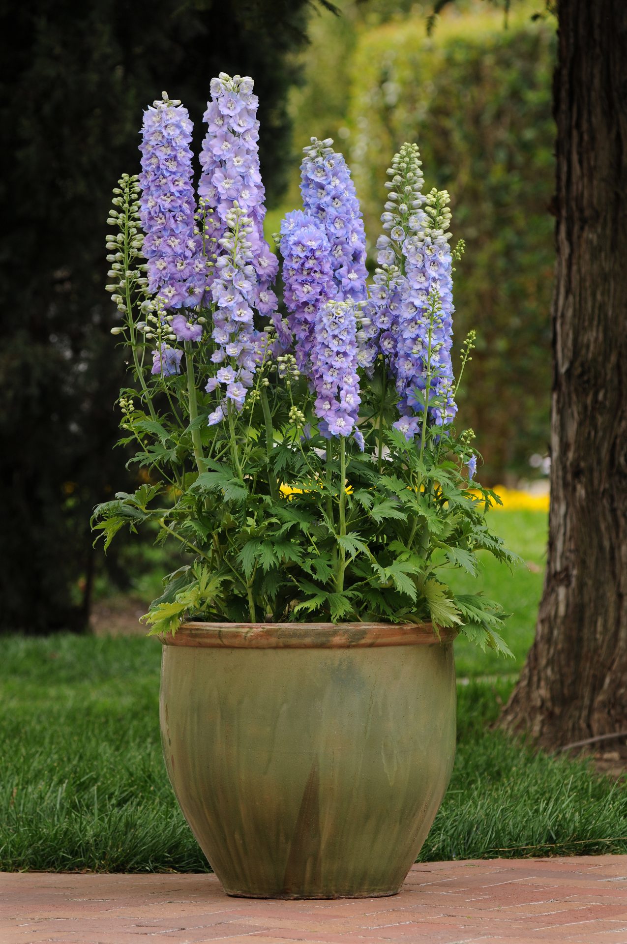 Delphinium elatum Guardian Lavender - Afbeelding 3