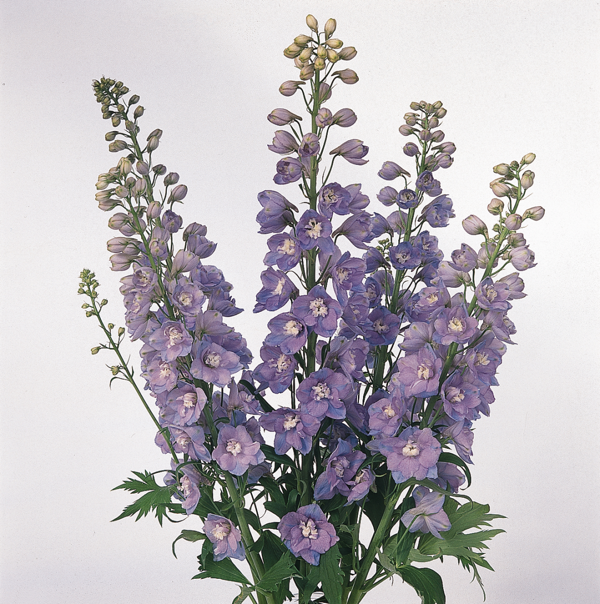 Delphinium elatum Guardian Lavender - Afbeelding 4