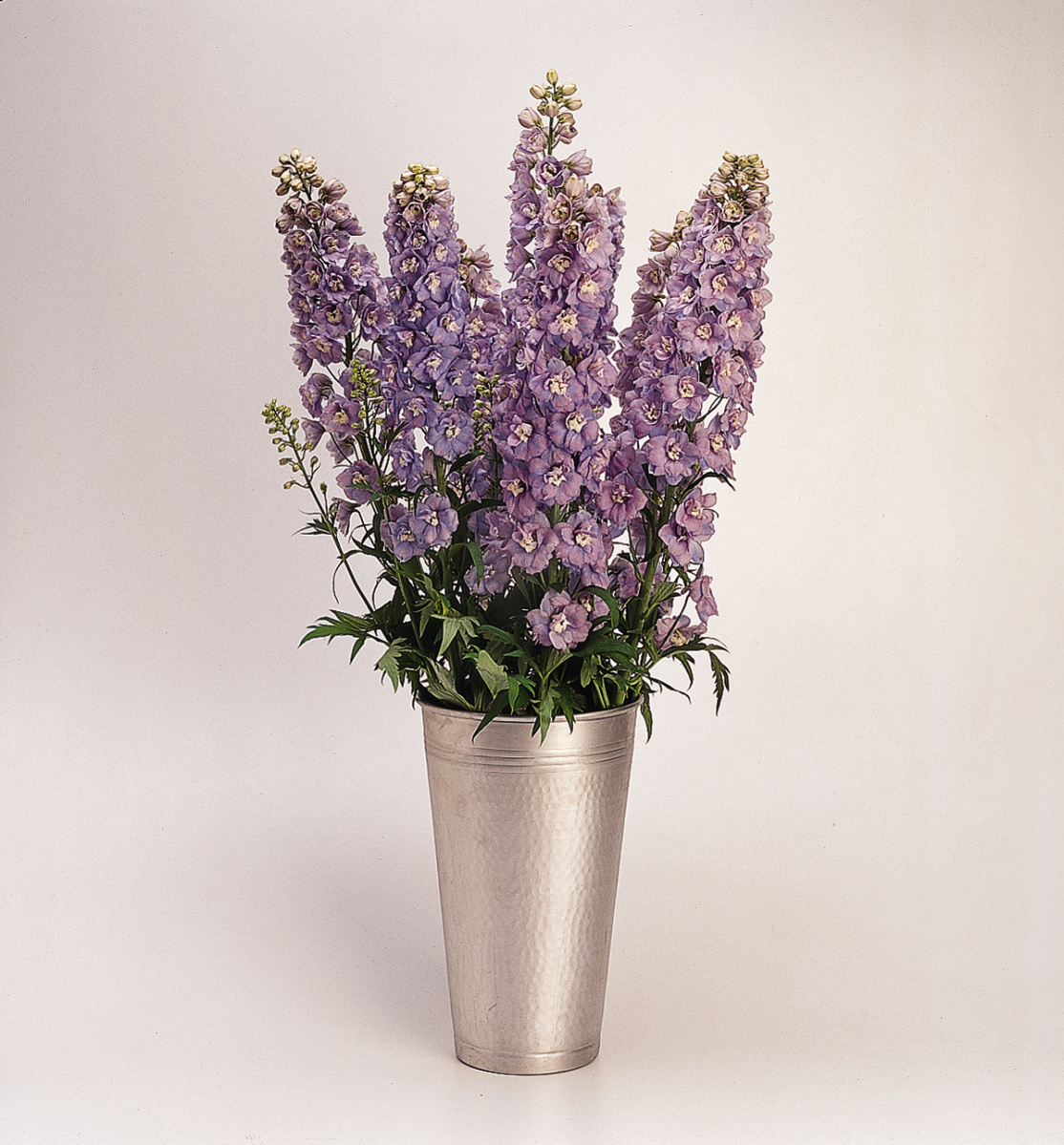 Delphinium elatum Guardian Lavender - Afbeelding 5