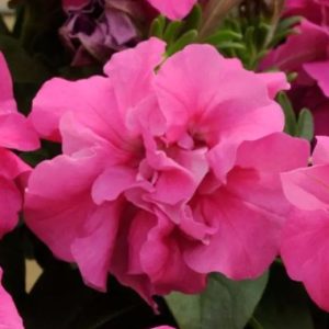 PETUNIA multiflora DUO ROSE