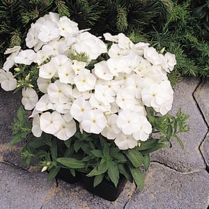 PHLOX drumm. 21ST CENTURY WHITE