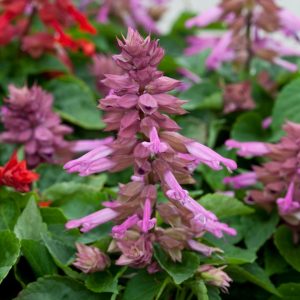 SALVIA splendens SIZZLER LAVENDER