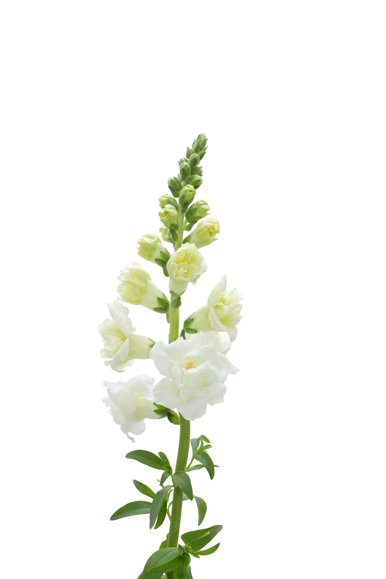 ANTIRRHINUM Majus F1 SNAPSTAR WHITE Muller Seeds antirrhinum-majus-f1-snapstar-white-muller-seeds