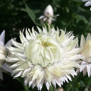 Helichrysum King Size Silvery white