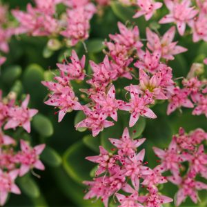 Sedum telephium Surrender Rose