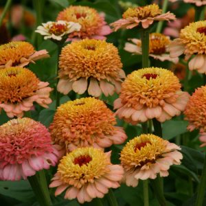 Zinnia elegans Zinderella Peach
