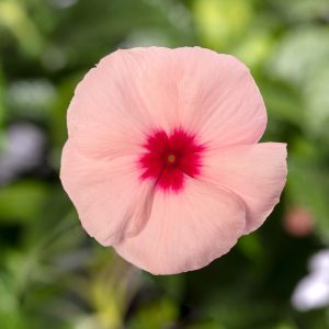 Vinca (Catharanthus) roseus Blockbuster Apricot