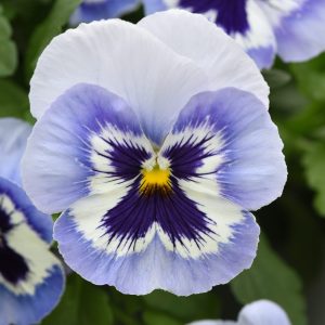 Viola wittrockiana Top Wave Marina