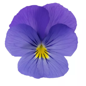 Viola cornuta Wellspring Blue