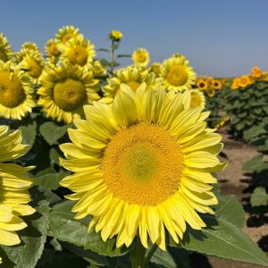 Helianthus annuus Pro Cut Lemon Lite