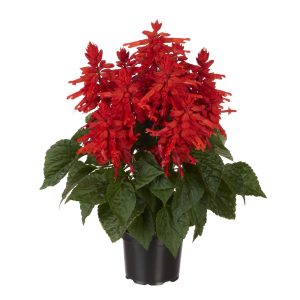 Salvia splendens Fire Breather Red